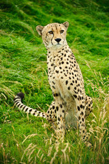 Cheetah Acinonyx Jubatus Big Cat