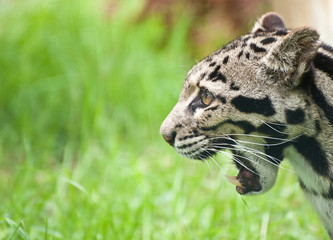 Clouded leopard Neofelis Nebulova big cat portrait