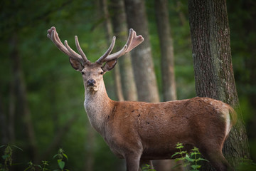 Naklejka na ściany i meble Cerf en welur