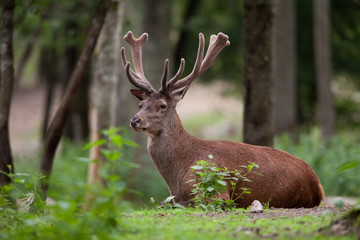 Cerf en velour