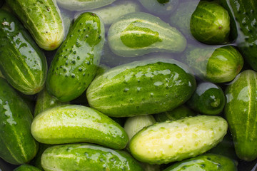 Many green cucumbers lying in water background