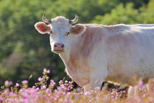 Vache pré champs charolaise morvan