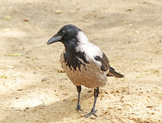 Portrait of the crow on the sand