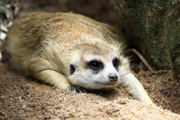 Meerkat looking something in zoo