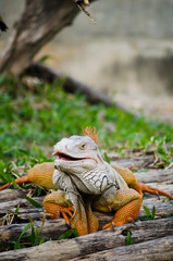 Big Iguana in wildlife