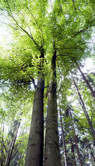 Fototapeta premium A green beech