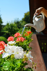 Balkonblumen gießen