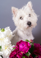 Cute Small White Dog with Flowers