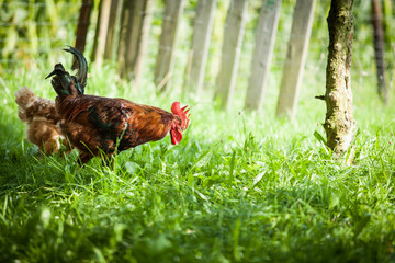 freilebendes Hühnerpaar auf Nahrungssuche
