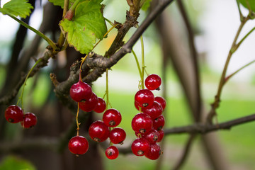 Red currants on branch with leaf in garden near house