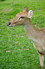 Antelope in the nature.