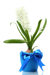 beautiful white hyacinth in blue flowerpot isolated on white