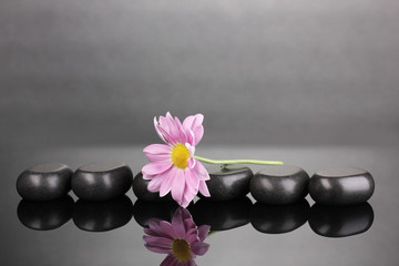 Spa stones and flower on grey background