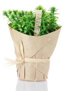 thyme herb plant in pot with beautiful paper decor isolated