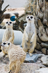 Meerkats in the nature.