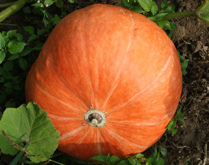 Obraz premium Pumpkin