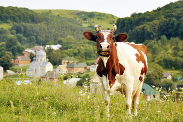 Fototapeta na wymiar Obraz z krowy na pastwisku lata