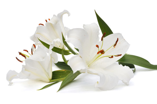Fototapeta white lily