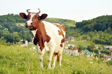 Naklejka na ściany i meble Obraz z krowy na pastwisku lata