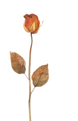 Dried rose isolated on white background