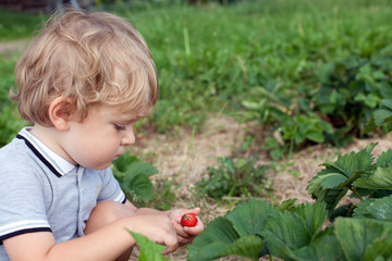 adorable baby boy with blond hairs on strawberry field
