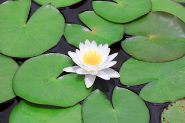 lotus