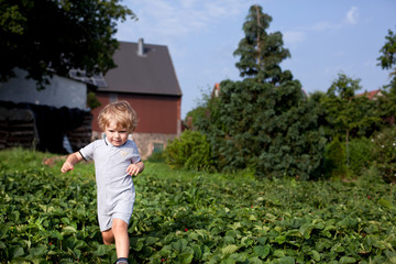 Little baby boy walking through strawberry field