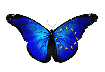 European Union flag butterfly flying, isolated on white backgrou