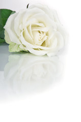 White rose