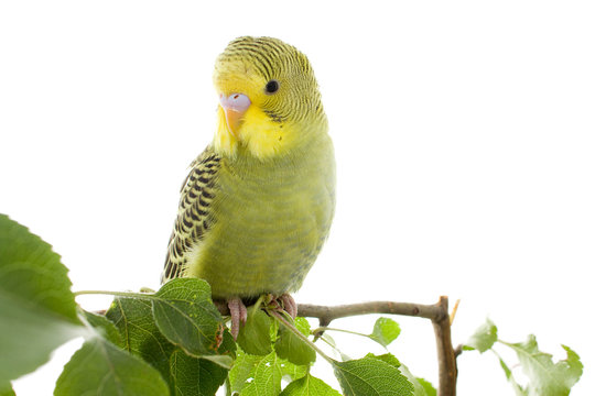 Fototapeta budgerigar