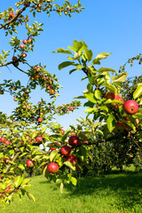 Reife Äpfel am Baum