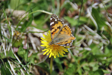FARFALLINA