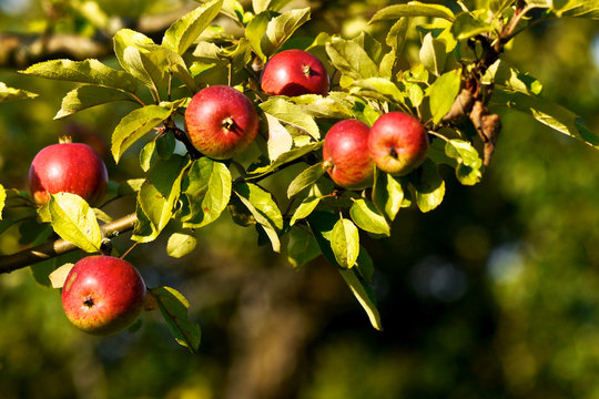 Reife &Auml;pfel am Baum