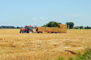 Fototapeta premium tractors load bales of hay in farmlands