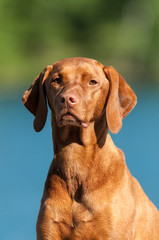 Vizsla Dog Portrait
