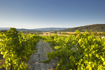 Fototapeta na wymiar Vineyards near to Gordes in Provence
