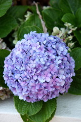 Hortensia