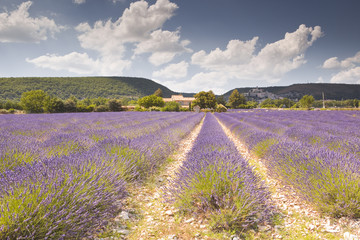 Fields of lavender near to Banon in Provence.