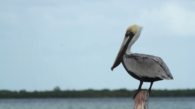 Brown pelicans and other birdlife at ria largartos, mexico