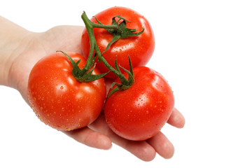 Beautiful woman's hand with a fresh tomato, isolated on white.