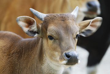 Young Banteng