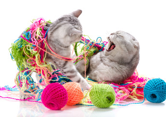 cats