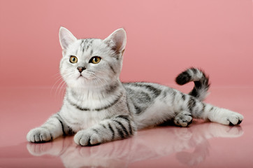 kitten