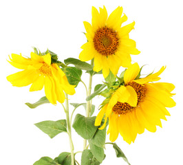 Obraz premium beautiful sunflowers, isolated on white