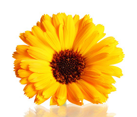 beautiful calendula flower, isolated on white