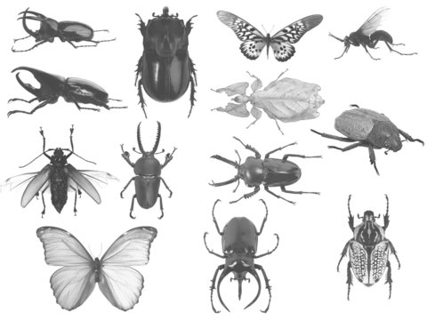 Set of bugs
