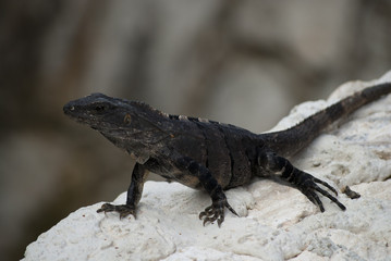 Ctenosaura Similis