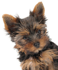 portrait of  sweet puppy Yorkshire Terrier