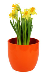 Fresh Daffodils flower in orange flowerpot,  isolated on white