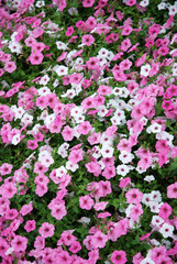 Bed of Petunias